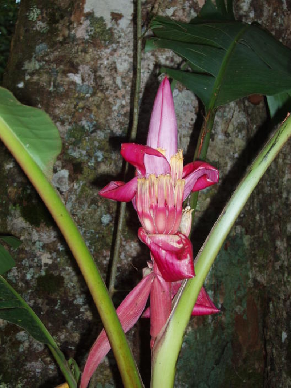 fiore4