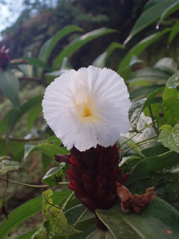 fiore5