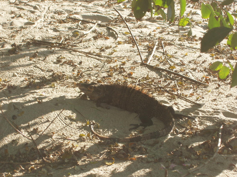 iguana