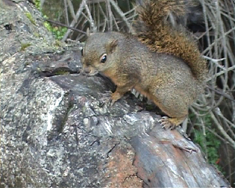 squirrel