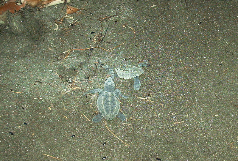 turtles