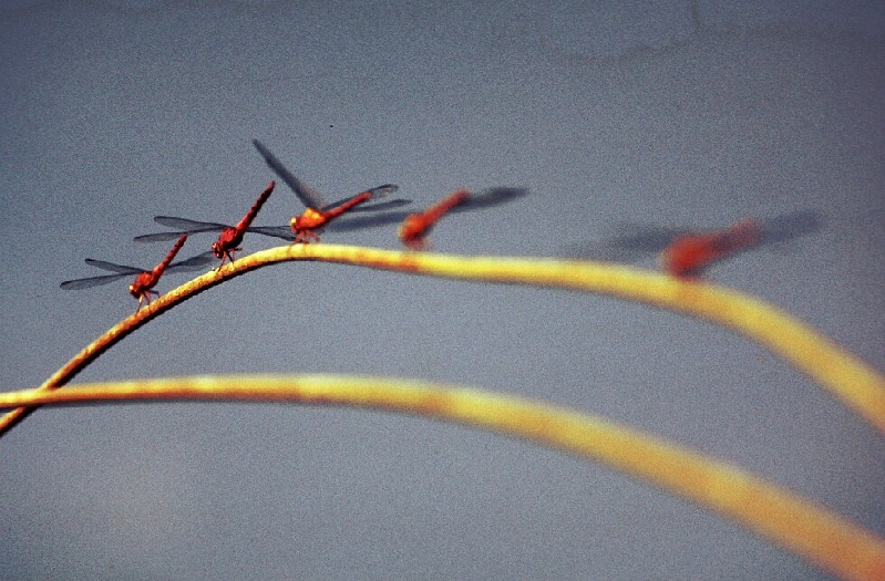 rio napo dragonflies