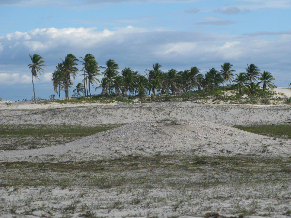 135.palms