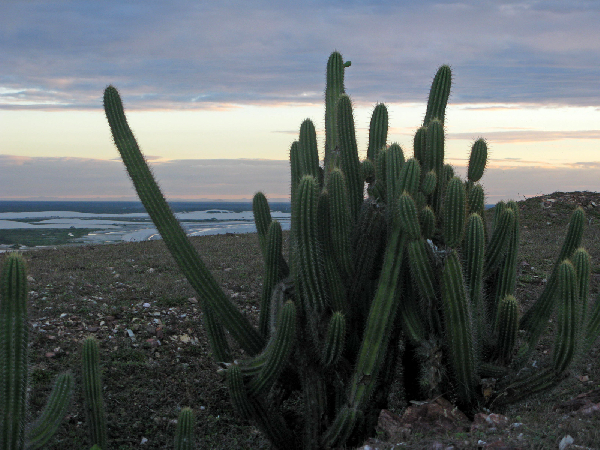 149.cactus