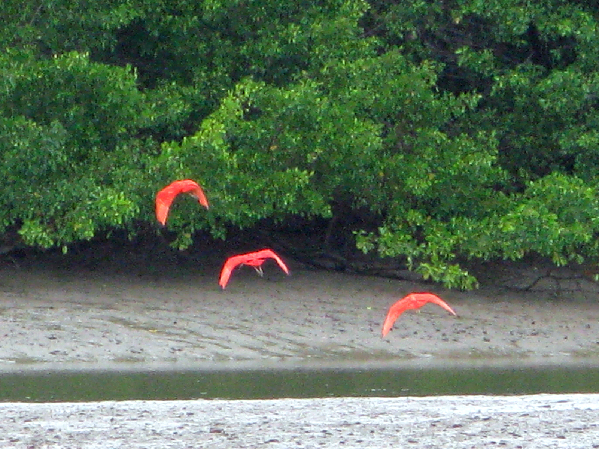 279.guaras