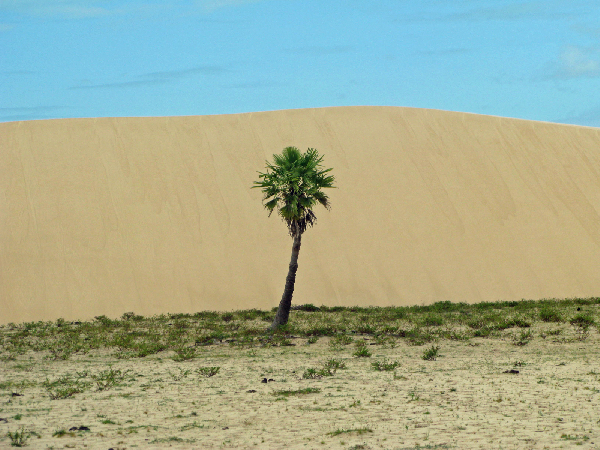293.palm