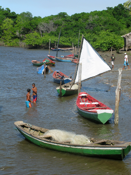 336.mandacaru