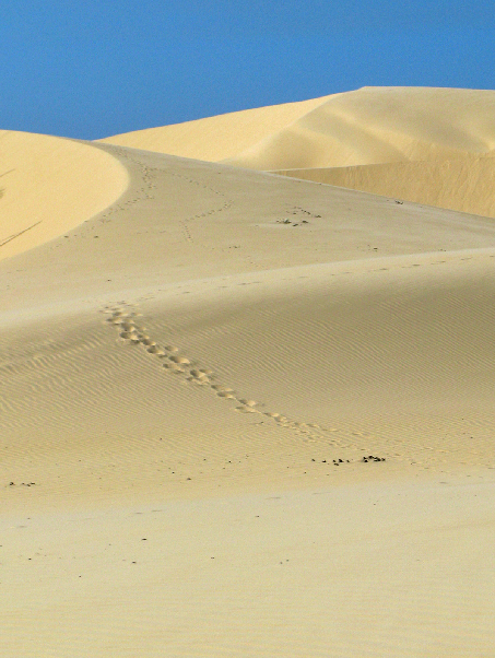 344.dune