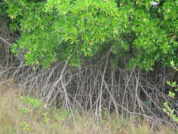 677.mangroves