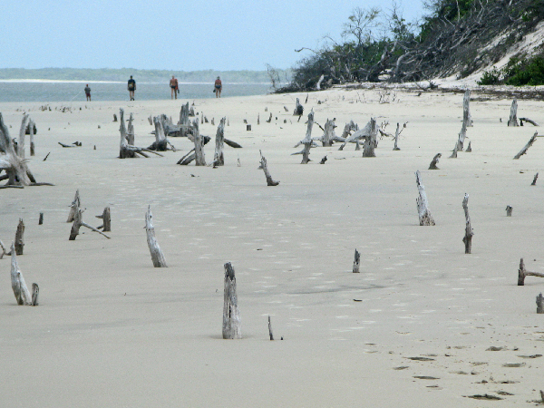 704.dead mangroves