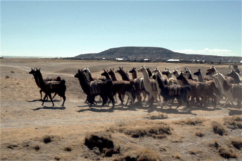 vicunas