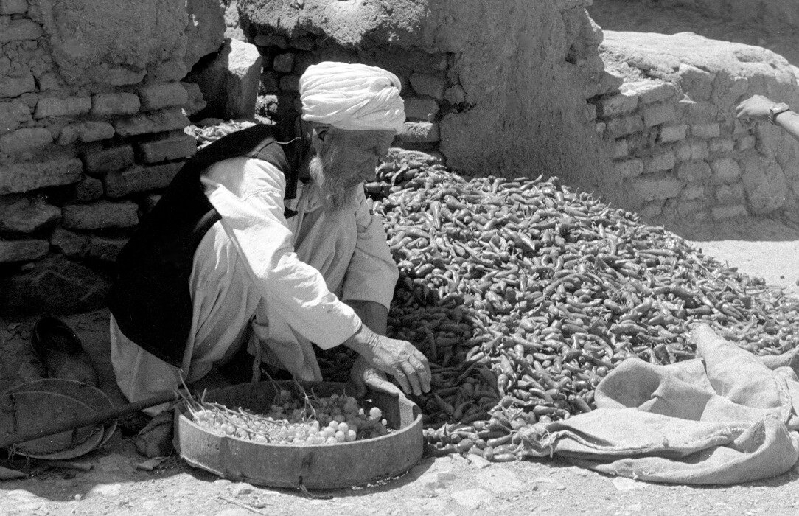 herat003