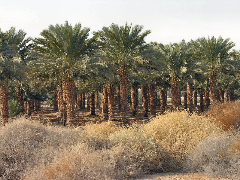 300.date palms