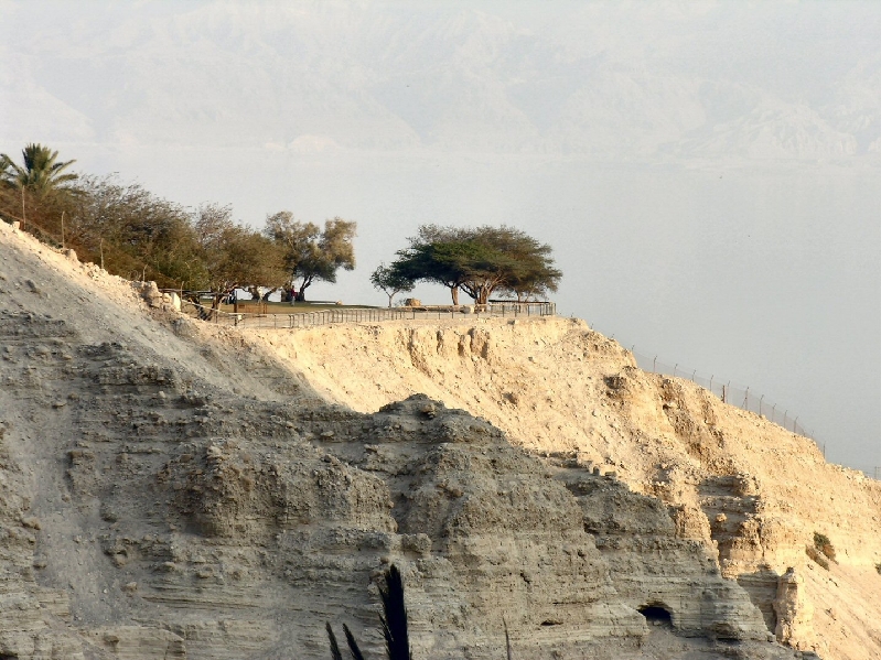 355.eingedi tree