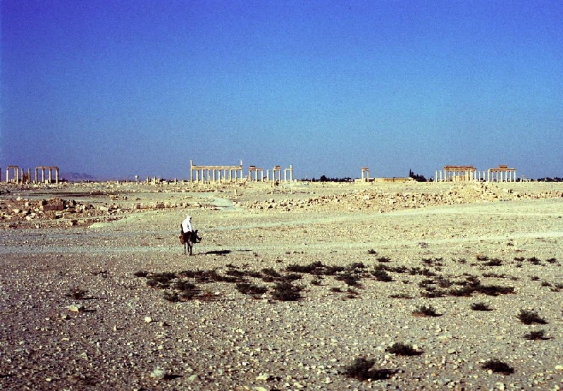 palmyra020
