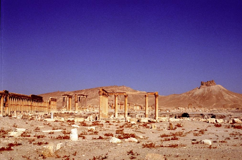 palmyra026