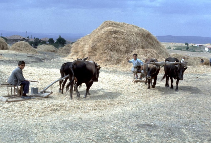 farm2