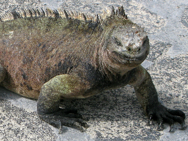 IMG 7585