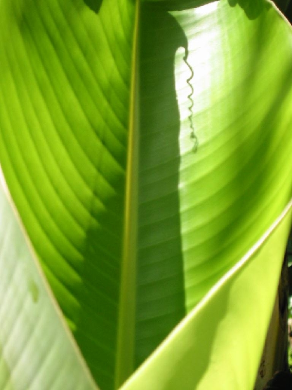 banana leaf2