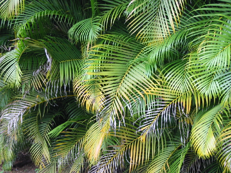 fern1