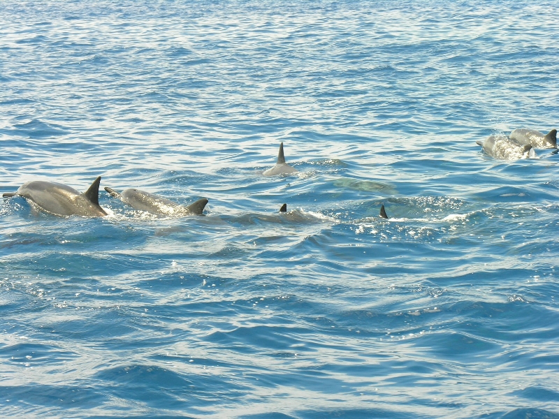 10.dolphins