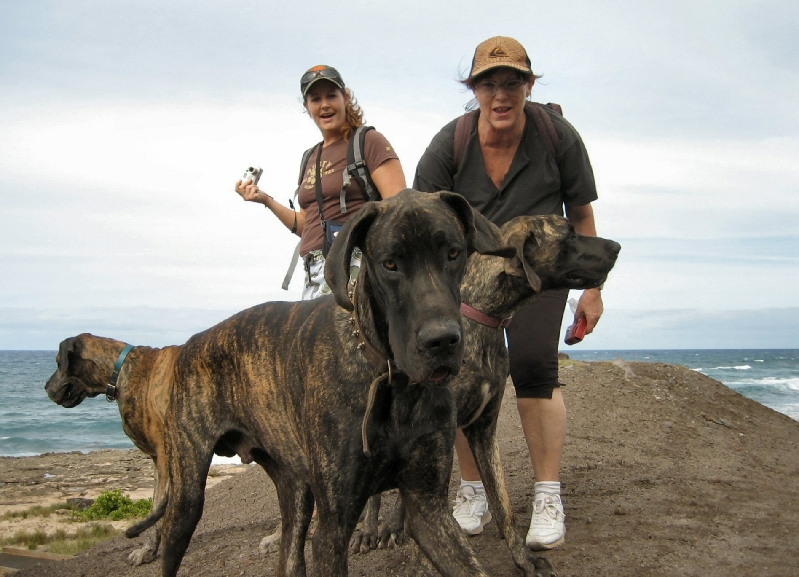 176.dogs