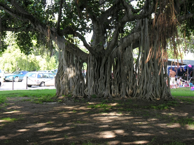 50.banyan