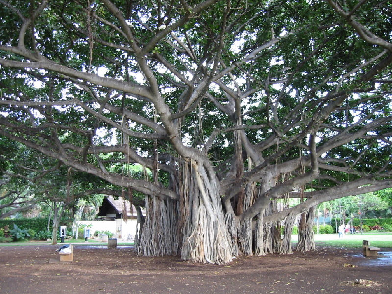 banyan kapiolani1