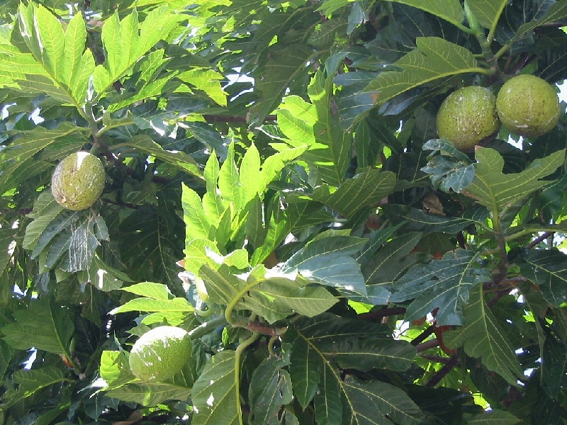 breadfruit1