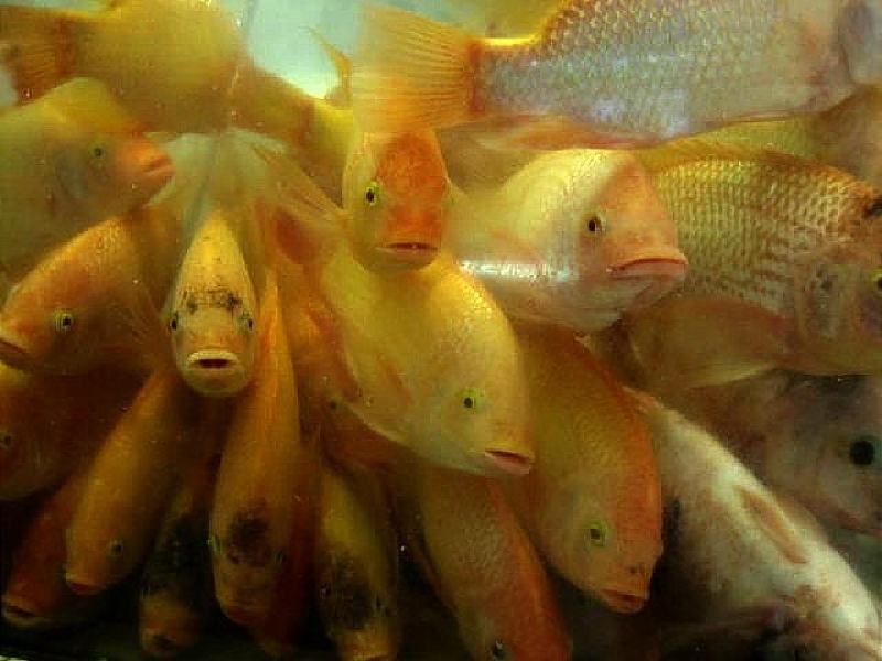 fish2