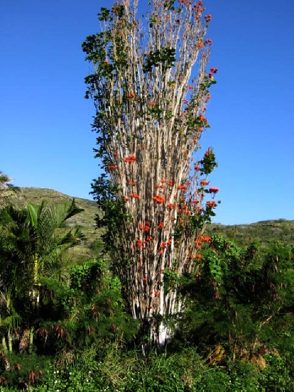 red plant5