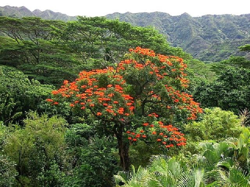 red tree1