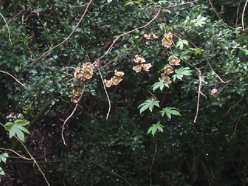 wood roses