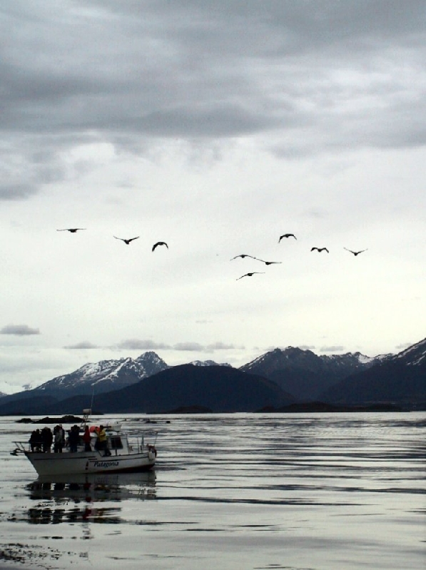 35 boat birds