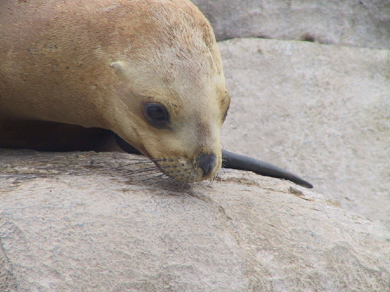 38 babyseal