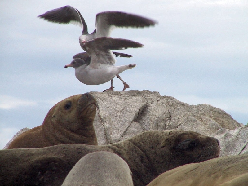42 seals gulls