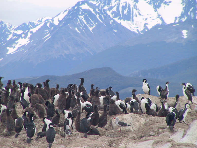 50 bird mountains