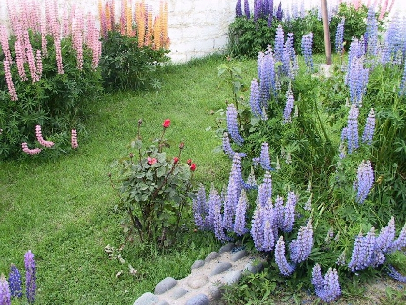 4 elcalafate flowers