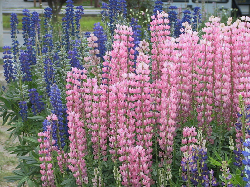 6 elcalafate flowers