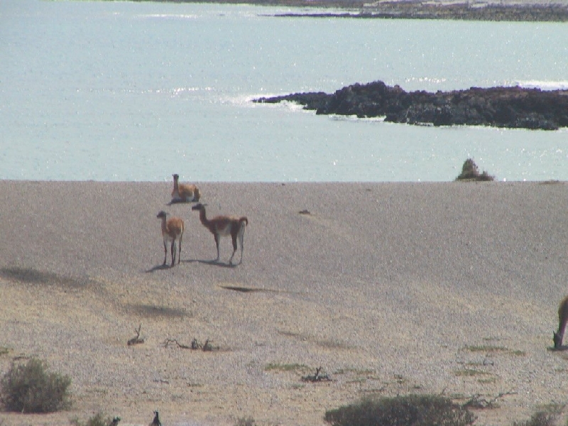 punta tombo1