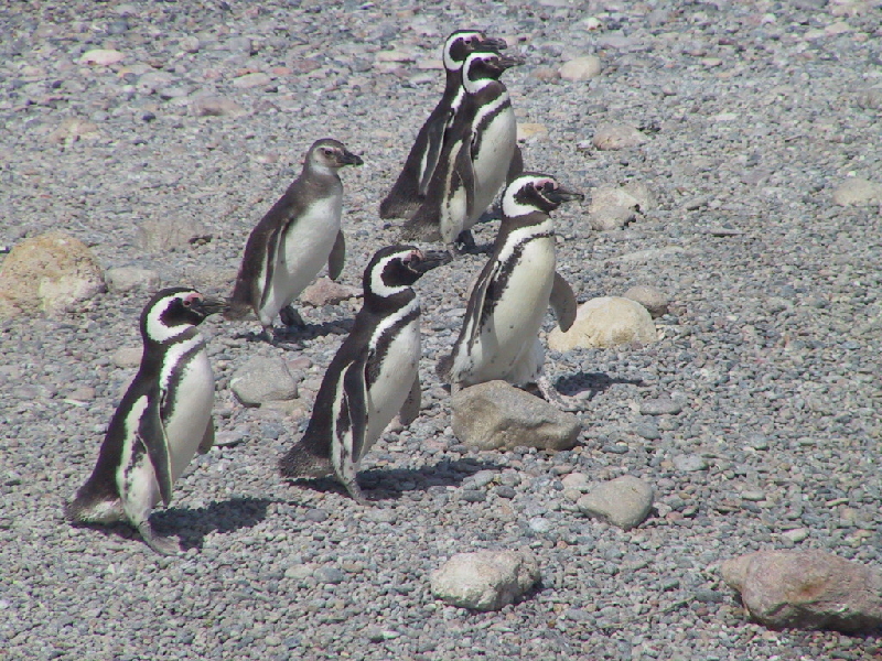 punta tombo10