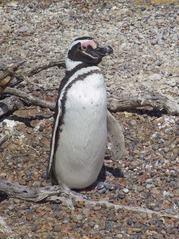 punta tombo13