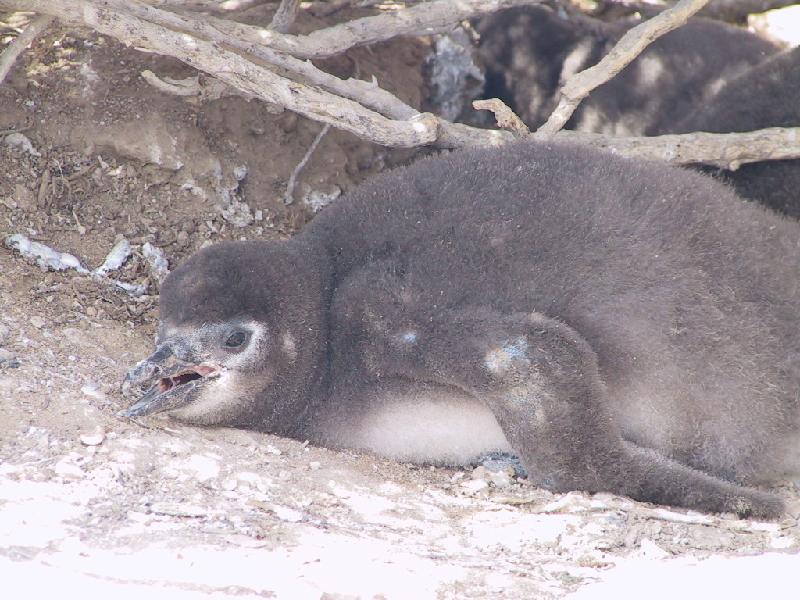 punta tombo14