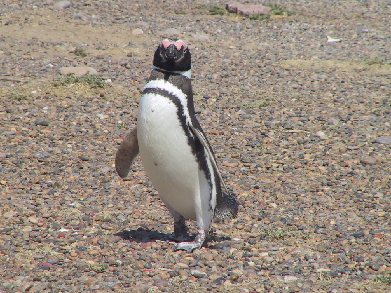 punta tombo15
