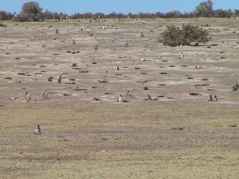 punta tombo17