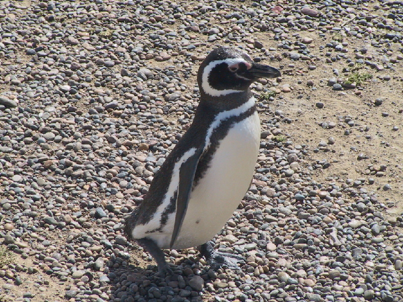 punta tombo2