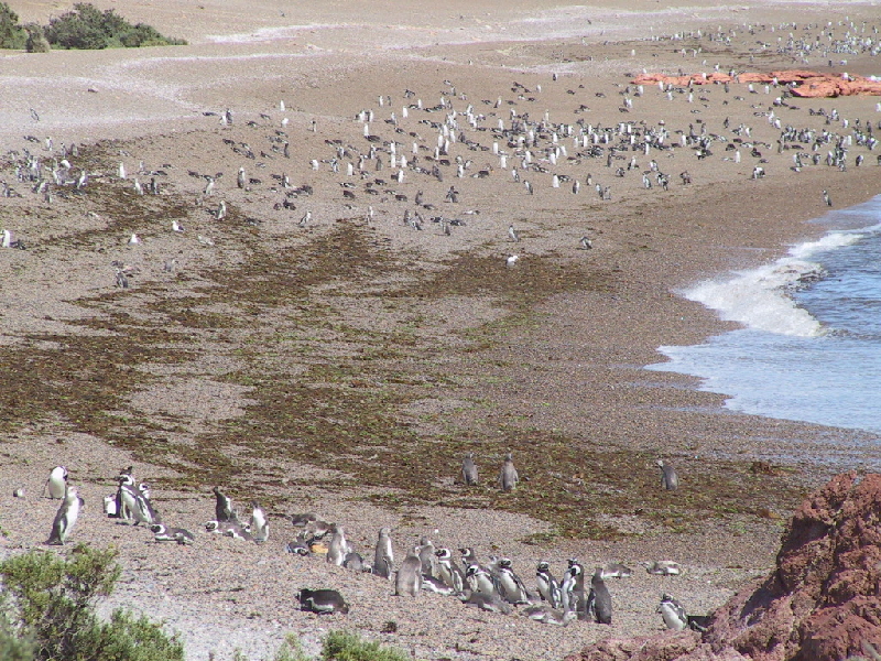 punta tombo3
