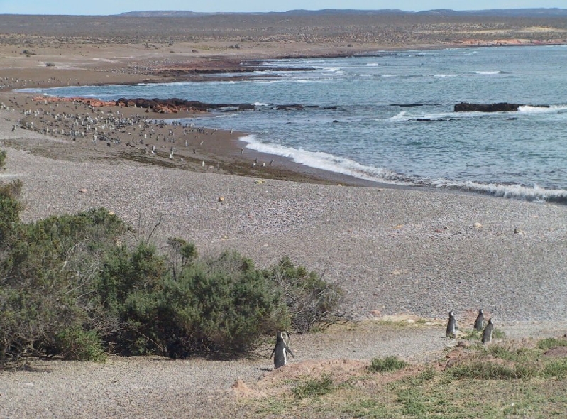 punta tombo5