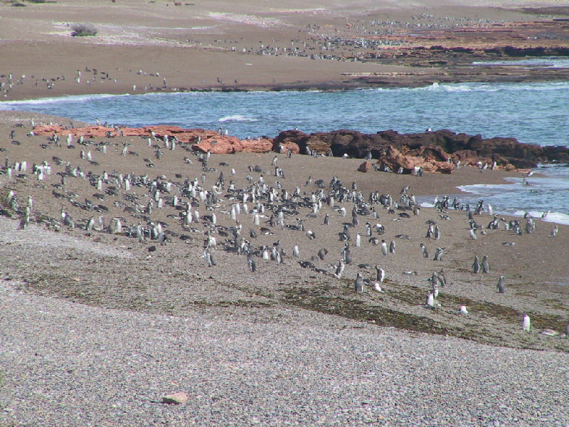 punta tombo6