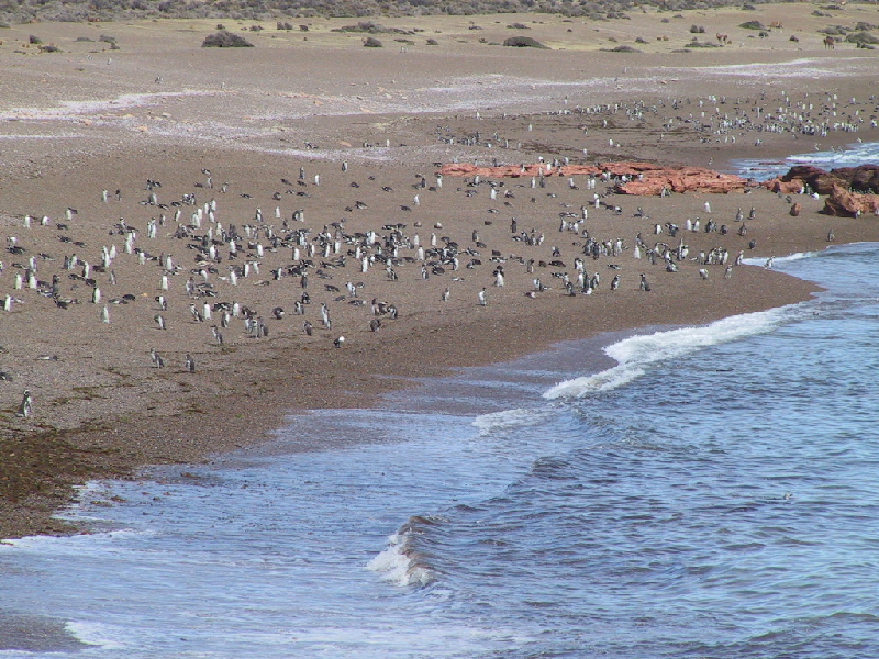 punta tombo7